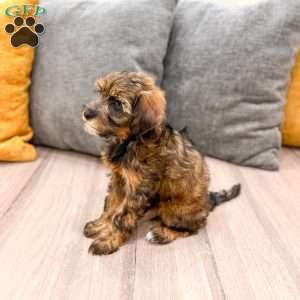 Lacy, Yorkie Poo Puppy