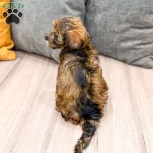 Lacy, Yorkie Poo Puppy