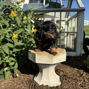 Sage, Dachshund Puppy