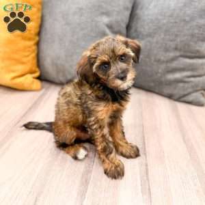 Lacy, Yorkie Poo Puppy