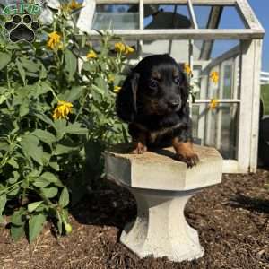Sage, Dachshund Puppy