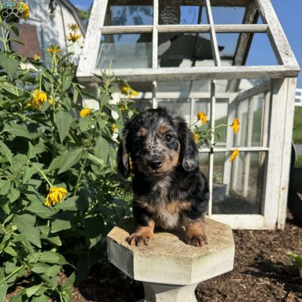 Maximus, Dachshund Puppy