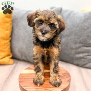 Lacy, Yorkie Poo Puppy