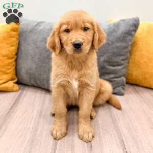 Honey, Golden Retriever Puppy
