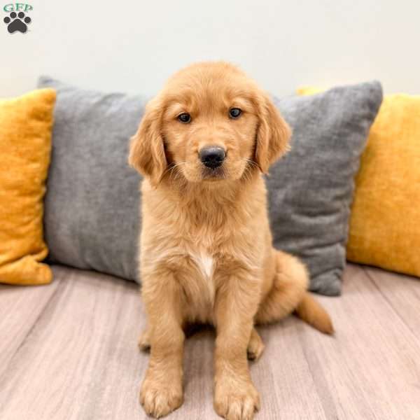 Honey, Golden Retriever Puppy
