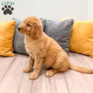 Honey, Golden Retriever Puppy