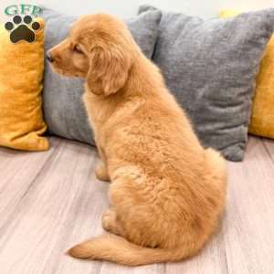 Honey, Golden Retriever Puppy