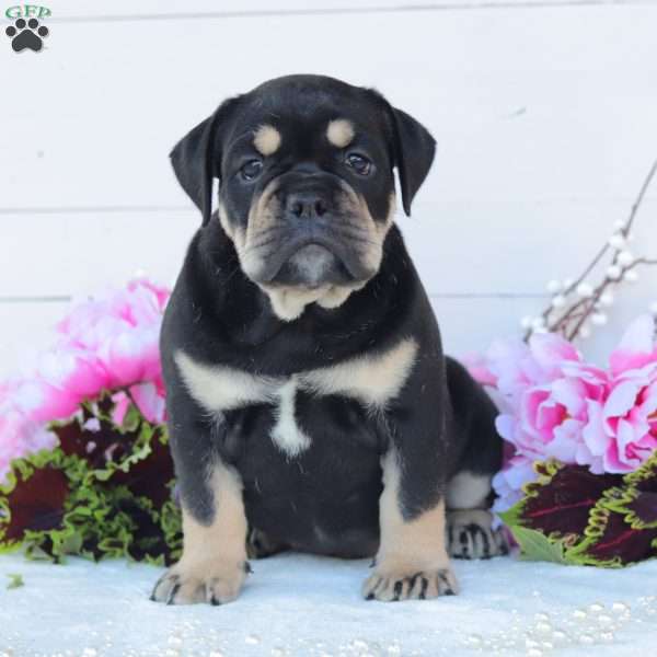 Remington, English Bulldog Puppy