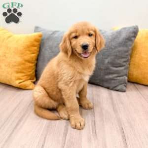 Honey, Golden Retriever Puppy