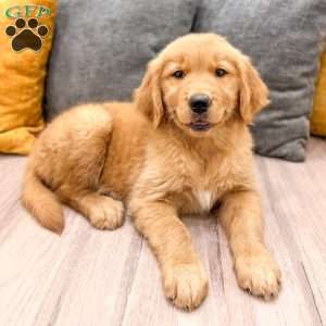 Honey, Golden Retriever Puppy