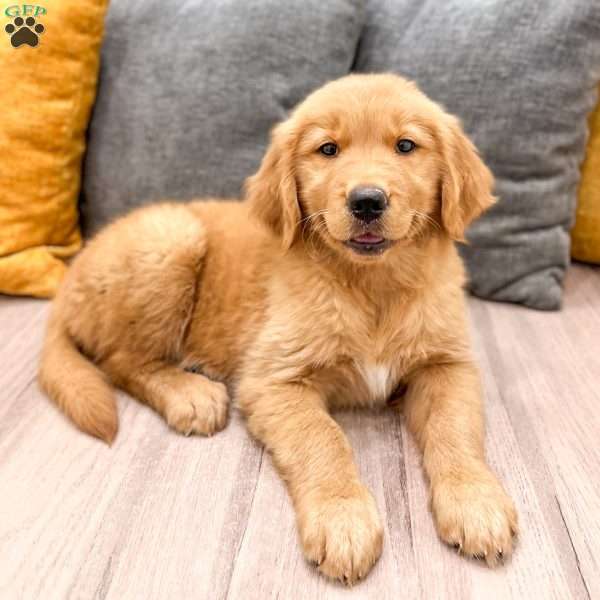 Honey, Golden Retriever Puppy