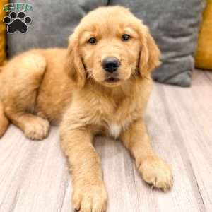 Honey, Golden Retriever Puppy