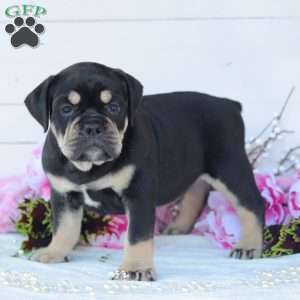 Remington, English Bulldog Puppy