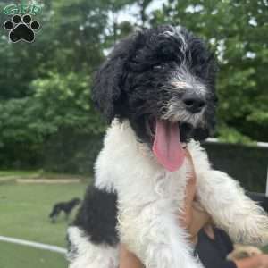 Georgie, Standard Poodle Puppy