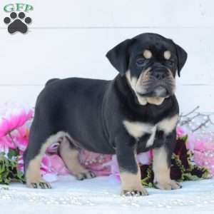 Remington, English Bulldog Puppy