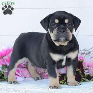 Remington, English Bulldog Puppy