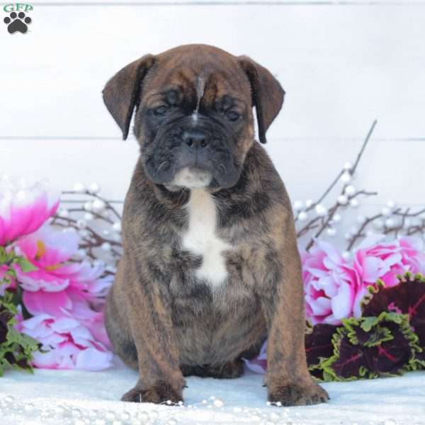 Ruger, English Bulldog Puppy
