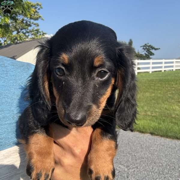 Sage, Dachshund Puppy