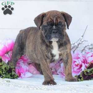 Ruger, English Bulldog Puppy