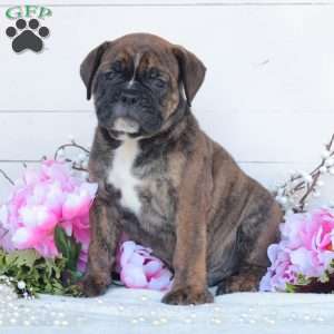 Ruger, English Bulldog Puppy
