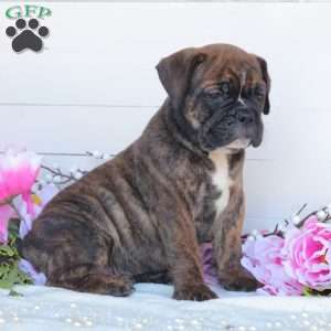 Ruger, English Bulldog Puppy