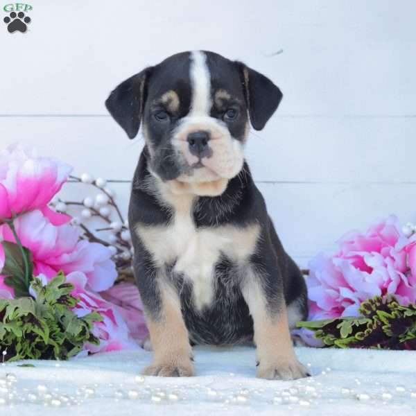 Roxie, English Bulldog Puppy