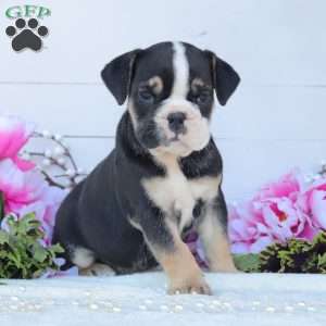 Roxie, English Bulldog Puppy