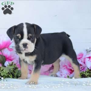 Roxie, English Bulldog Puppy