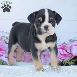 Roxie, English Bulldog Puppy