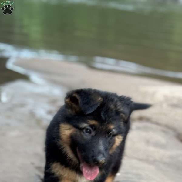 Thalia, German Shepherd Puppy