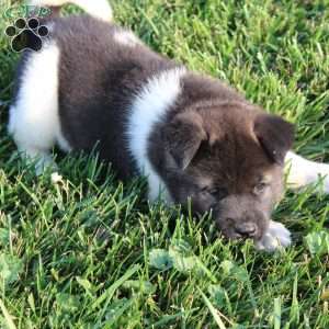 Mac, Akita Puppy