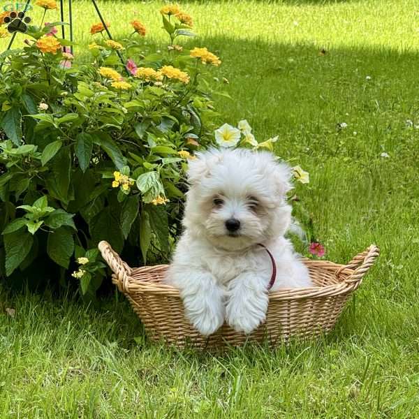 Alex, Maltese Puppy