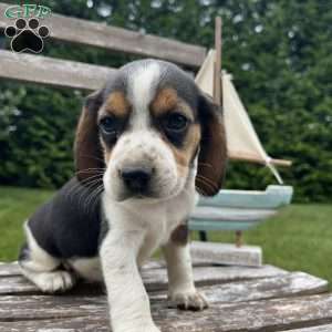Chloe, Beagle Puppy