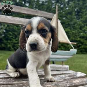 Chloe, Beagle Puppy