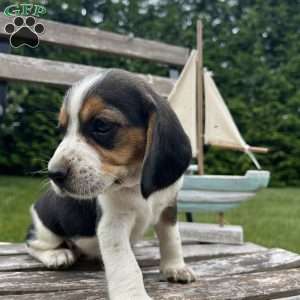 Chloe, Beagle Puppy