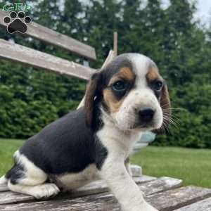 Chloe, Beagle Puppy
