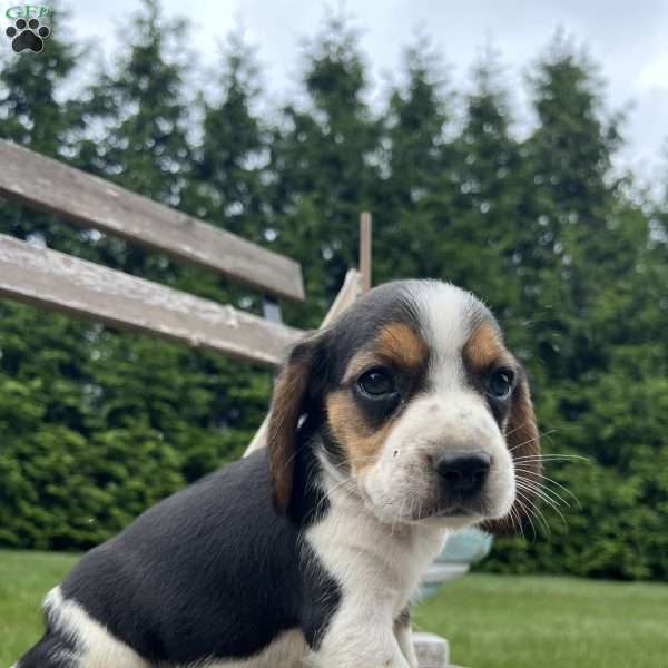 Chloe, Beagle Puppy