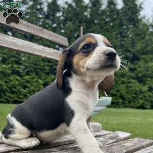 Chloe, Beagle Puppy