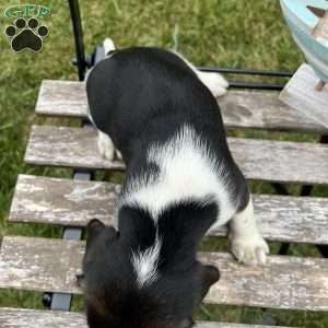 Chloe, Beagle Puppy