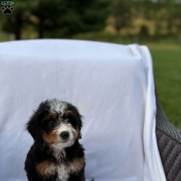 Lucy, Mini Bernedoodle Puppy
