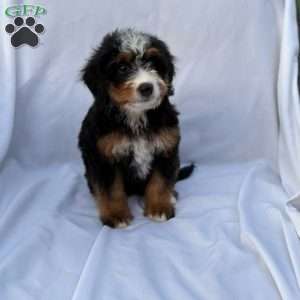 Lucy, Mini Bernedoodle Puppy