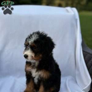 Lucy, Mini Bernedoodle Puppy