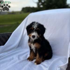 Lucy, Mini Bernedoodle Puppy
