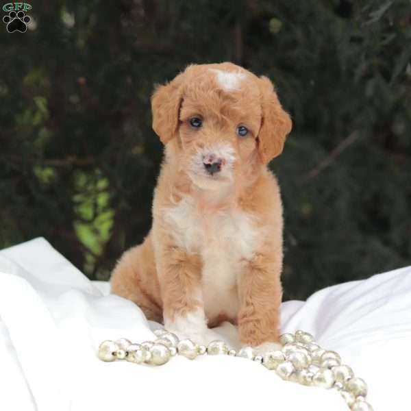 Mr Baxter, Mini Goldendoodle Puppy