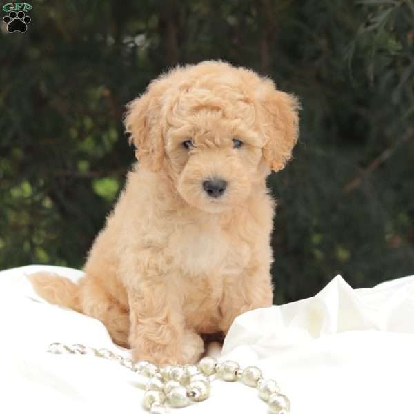 Mr Buxley, Mini Goldendoodle Puppy