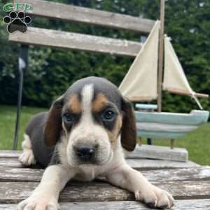 Caleb, Beagle Puppy