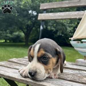 Caleb, Beagle Puppy