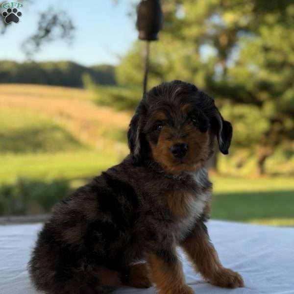 Baxter, Mini Bernedoodle Puppy