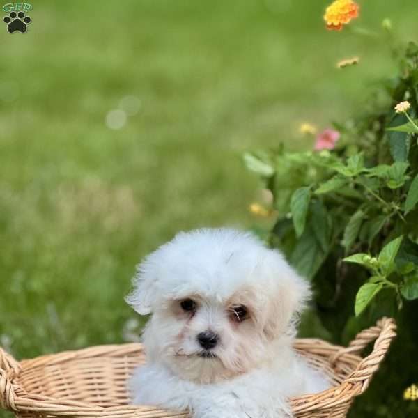 Abby, Maltese Puppy