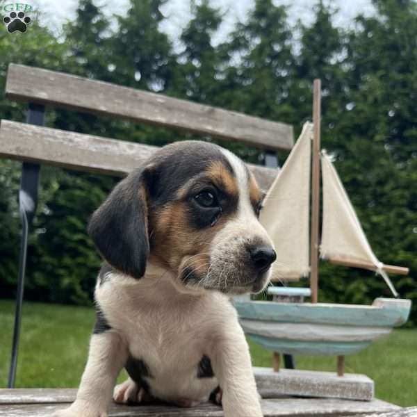 Caleb, Beagle Puppy